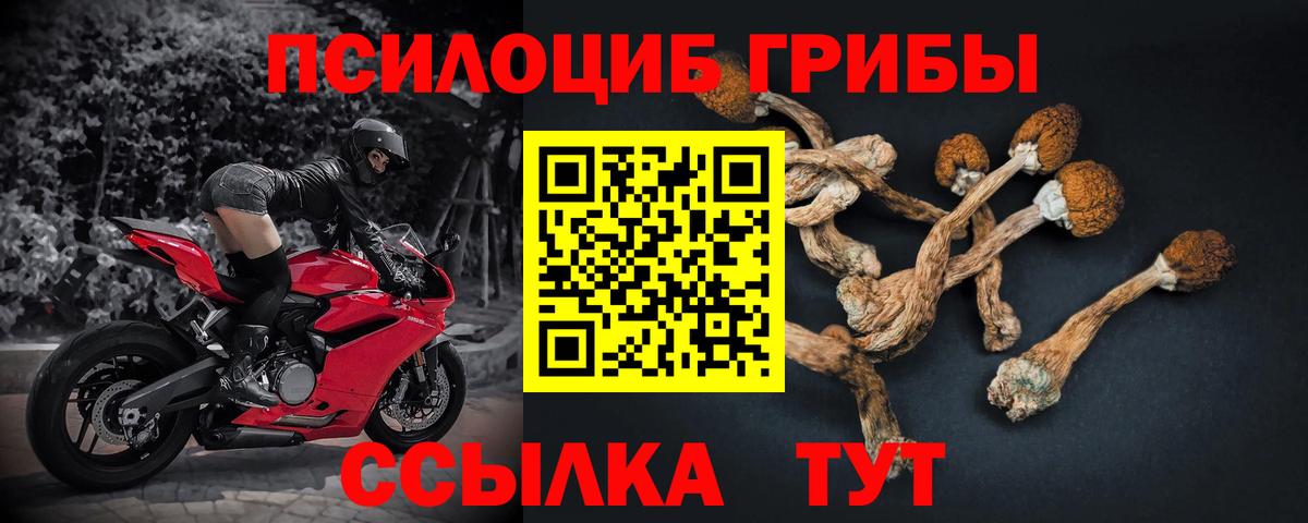 Псилоцибиновые грибы мицелий Фрязино